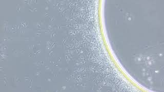 Bacillus Spp. mobilissimi 400x CF