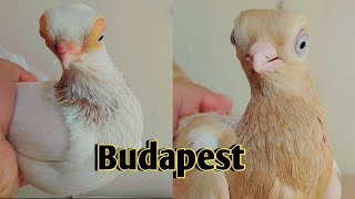 Budapest Tumbler Pigeon|| #budapest #whatsappstatus #foryou #trending #viral #animals #viralvideo