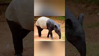 Amazing animal tapri.#shorts #ytshorts