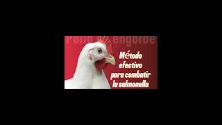 Método efectivo para combatir la salmonella en pollos. #shorts #viralvideos