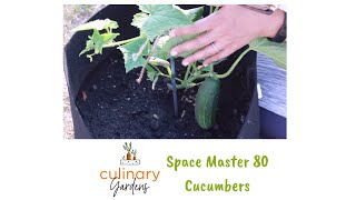 Space Master 80 Cucumber Plant | CulinaryGardensCo