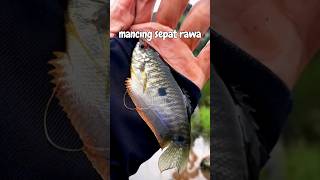 Mancing Ikan Sepat #microfishing #tanagofishing #fishing #mancing #ikansepat #meongfishing