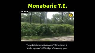 Monabari Tea Estate | Largest Tea Estate in the world