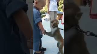 monkey misunderstands a bracelet as a shackle #shorts