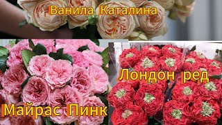 Ванила Каталина / Майрас Пинк / Лондон Ред - обзор сортов роз