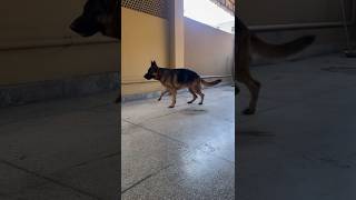 German Shepherd Breeding Pair || Zoro and Cammy Stock Coat🔥 #subscribe #dog #fypシ゚viral #fypシ #fyp