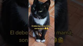 Buscan familia URGENTE‼️ayuda 😞 #gatitos #gatos #michis #argentina #catlove #cat #love #rescate