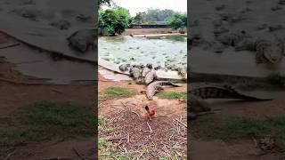 crocodiles chasing the chicken 🐊🐔😱 #crocodiles #chicken #chasing #ctto #viral #trending #shorts