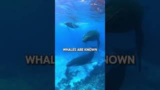 Jaw-Dropping Whale Facts That Will Blow Your Mind!