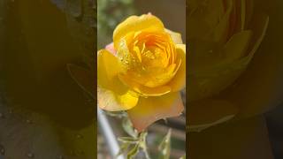 Natural beauty Rose 🥀 || Home Gardening | #flowers #rose #youtubeshort #gardening