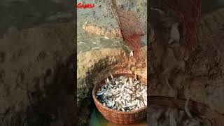 छोटी मछली का आखेट | #smallfish