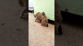 Too sad to watch. Strong kitty survives with 1 leg missing.