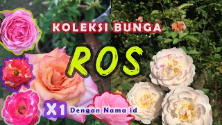 Koleksi Bunga Ros atau Bunga Mawar  dengan nama id | Rose Flowers | X1