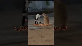 انا معضل وهو معضل :