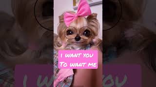 I Want you To Want Me 😍 True Luv #yorkie #funnydogs