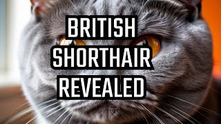 Exploring the Alluring British Shorthair Cat Breed