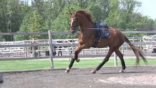 Carl Hedin - longering i rotunde / Longing in the round pen