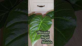 алоказия регал шилдс/regal shields #распаковка #алоказия #alocasia #plants #обзоррастений