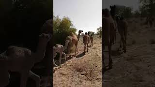 #beautiful #camel #video #viral