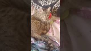 Cute cat video#trendingshorts#cat #ytshorts