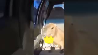 👑КАПИБАРА 👑