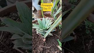 #365 Days Challenge #Day 77 How to grow Pineapple in grow  #terrace #farming #Gardening #pineapple