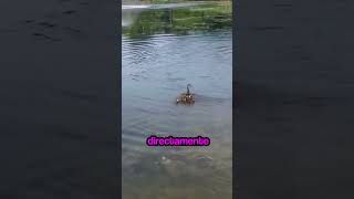 Estos Patitos se perdieron 😨💚