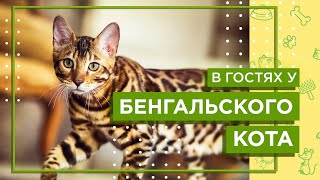 Содержание БЕНГАЛЬСКОГО КОТА