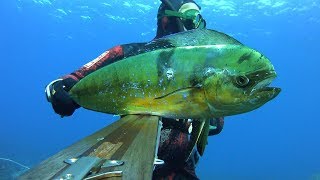 Pesca sub   :    ✴Quarantena blu.(Sud Sardegna)