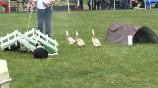 Herding ducks at the Smoky Mountain Scottish Festival and Games