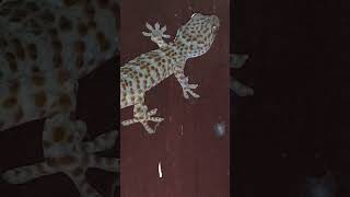 A Small Gecko Scared Me🤣| 1Sub Thxs