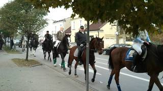 Konie w Radzyminie