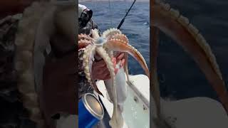 I caught this Giant Squid off the coastof Aqaba, Jordan #fishing #squid#Outdoors #jordan #aqaba