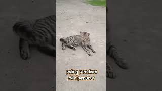 Ini Kucingku mana Kucingmu #cat #catlover