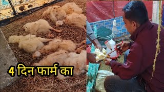 फार्म का 4 बा दीन कितना मोर्टलेट हुए #chicken