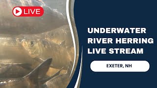 Live Underwater Herring Cam - 05/17/24