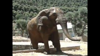 Zoo Safari Fasano L'elefante accaldato e protagonista