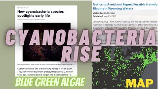 CYANOBACTERIA (BLUE GREEN ALGAE) RISE