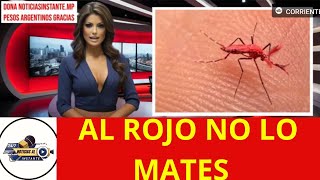 QUÉ SON LOS NUEVOS MOSQUITOS ROJOS QUE CREARON PARA COMBATIR EL DENGUE NO LO MATES