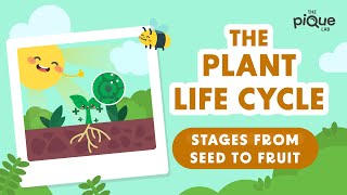 Plant Life Cycle Stages From Seed To Fruit | Primary School Science Animation