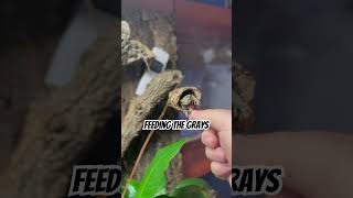 Feeding my gray tree frogs #pets #frog #nature #wildlife #petlover #animal #reptiles #funny