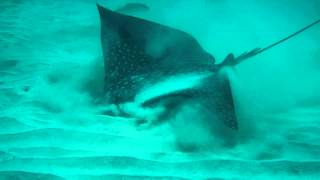 White spotted eagle ray ( Bonaire )