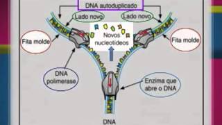 Genética - Biologia - Super Aulas ENEM - Curso Positivo