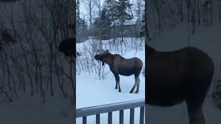 Alaskan moose in my sister's backyard