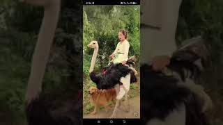 Ostrich Riding #sheep #sheepriding #goat #goatriding #Buffaloriding #donkeyriding