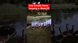 🦆 🦆Canada Geese  🦆 🦆 Jumping in Water !! 🦆🌊 #shorts #canada #geese #water #jump #birds #goose