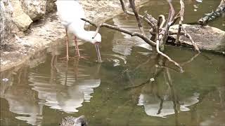 Réserve africaine de Sigean Zoo africaine Sigean la spatule blanche