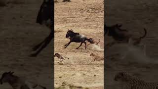 How to taigar cheetah chases wildebeest