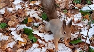 Как мы с Бусинкой прятали орешки в лесу⛄🍁🍂🌳🌲😋🌰🐿❤🐾 #белка #белочка #squirrel