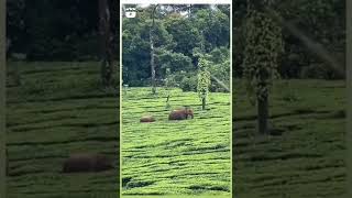 Elephant⚡️ 🐘at Nilagiri mountain's ⛰️Like |share |subscribe 👇for more